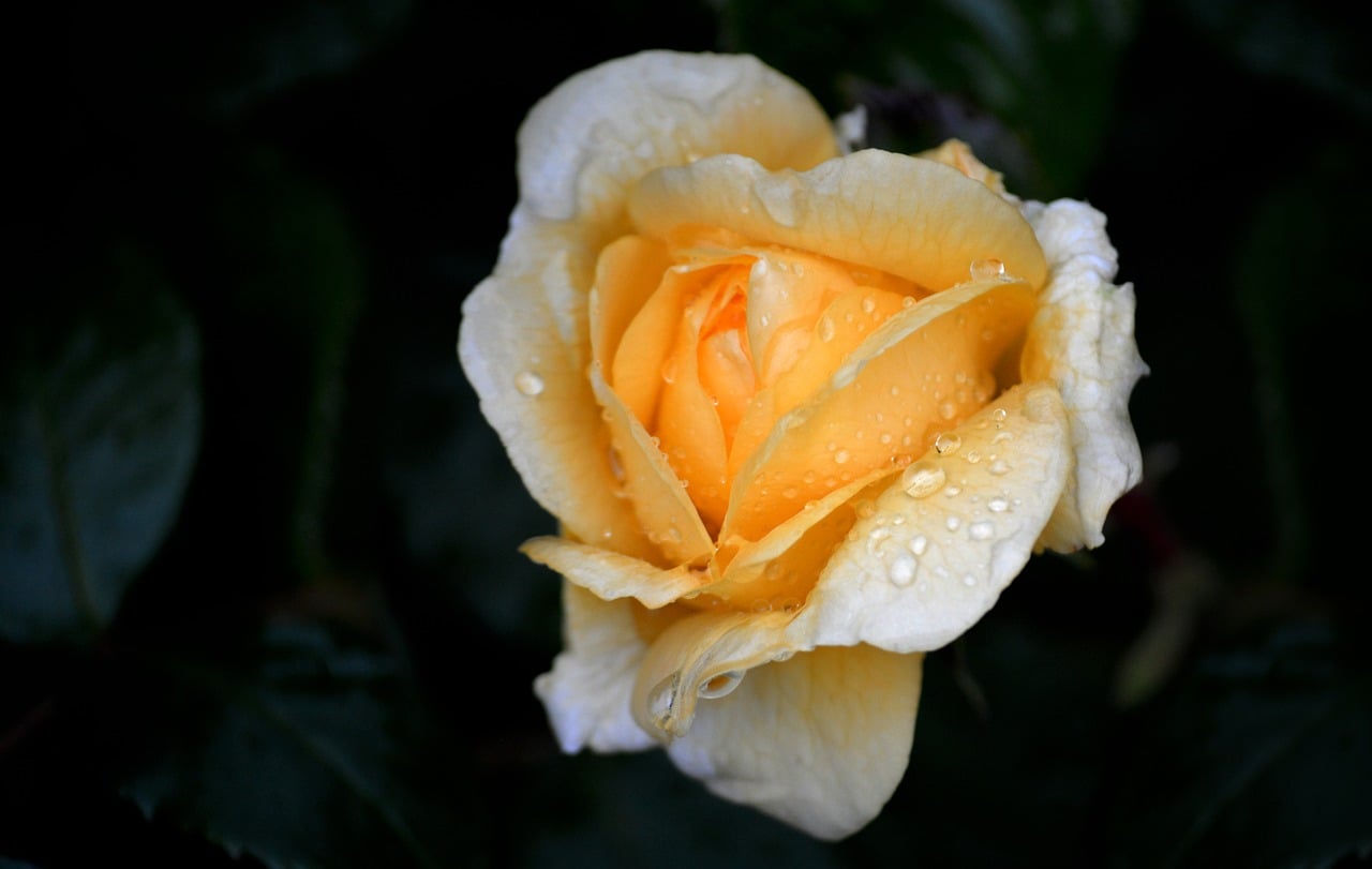 Rosa, fiore e goccia di pioggia
