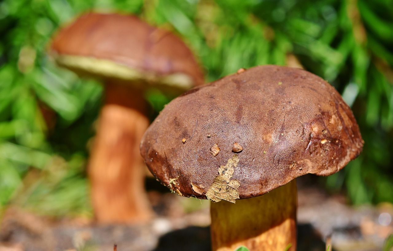 Leccinum Greta Volpi