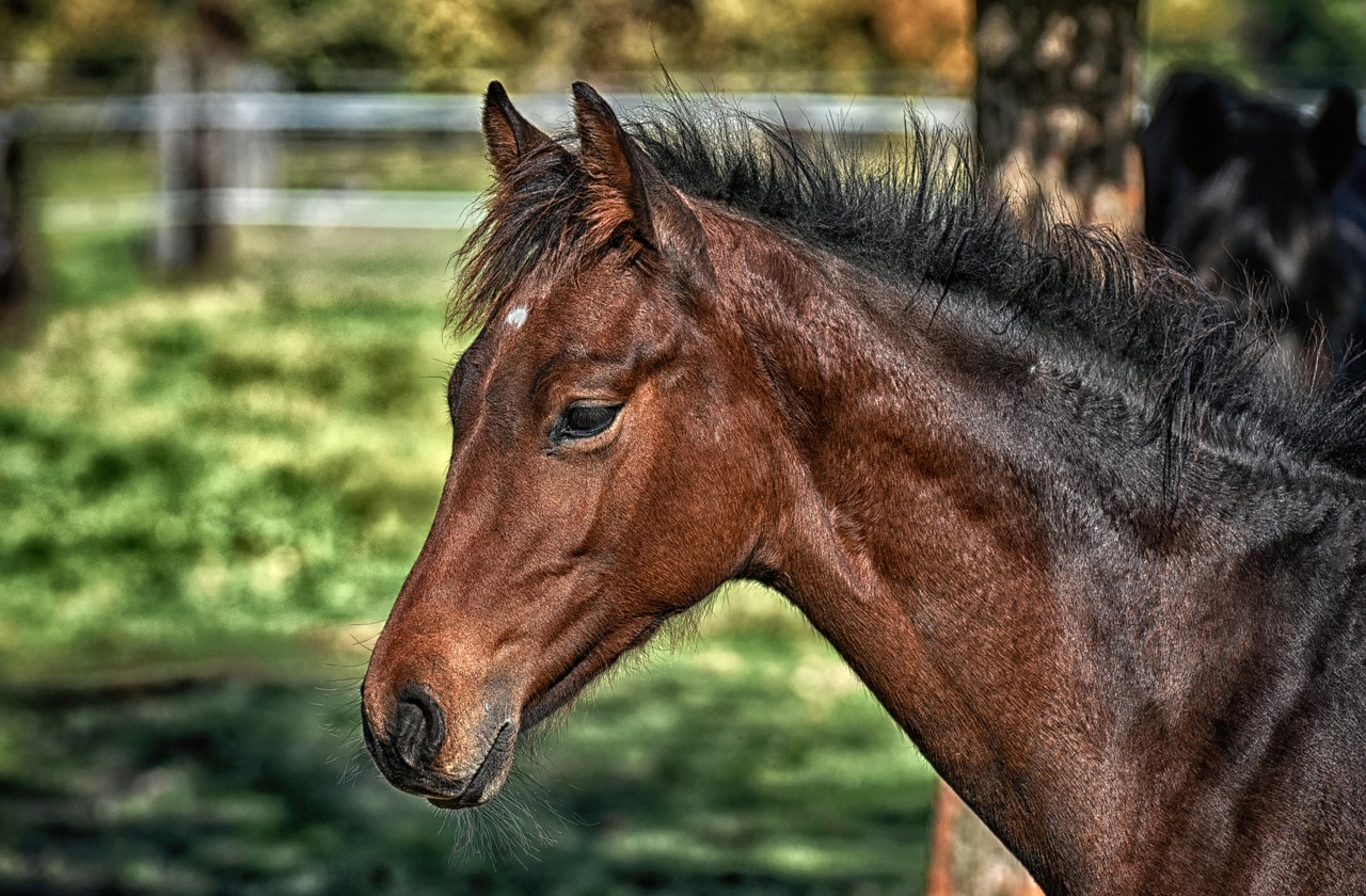 Cavallo, natura e prato